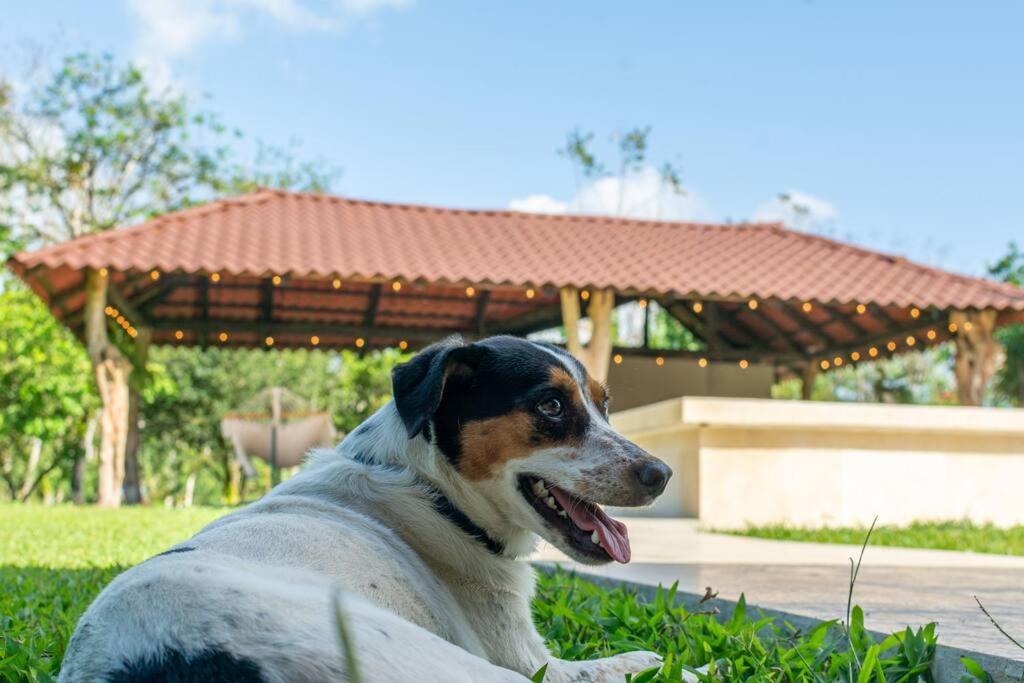 Casa Roble Fortuna La Fortuna Екстериор снимка